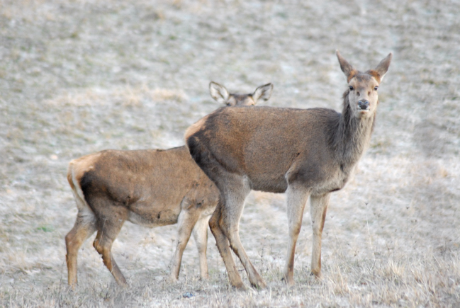 PASSIONE PER IL CERVO